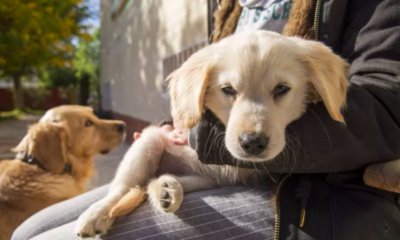 golden retriever thrives with new puppy sibling