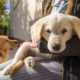 golden retriever thrives with new puppy sibling