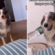 Dog Became the Best Nurse for His Sick Owner