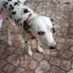 dalmatian mimics injured owner