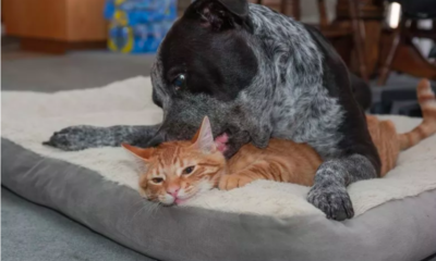 dog immediately accepts family's new kitten