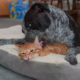 Dog Immediately Accepts Family's New Kitten