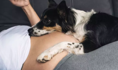 Husky Reacts to Baby in Pregnant Owner's Belly