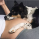 Husky Reacts to Baby in Pregnant Owner's Belly