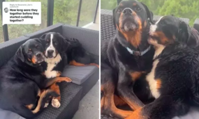 Dog Forms Instant Bond with New Pup