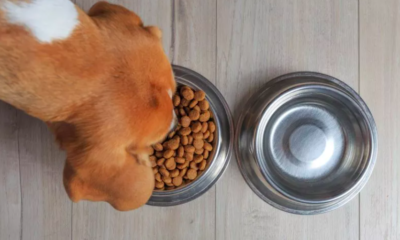 dog food recall puts pet owners on high alert