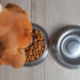 dog food recall puts pet owners on high alert