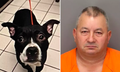 florida dog owner faces charges