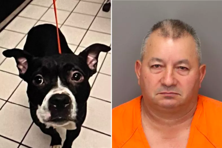 florida dog owner faces charges