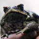 toxic invasive cane toads
