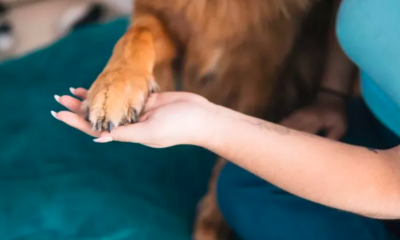 clever dog who mastered the "hands in" challenge