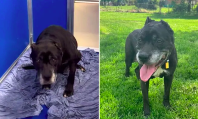 senior dog abandoned at 14 finds a loving home