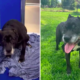 senior dog abandoned at 14 finds a loving home