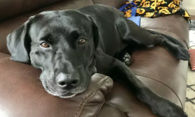 Labrador Training