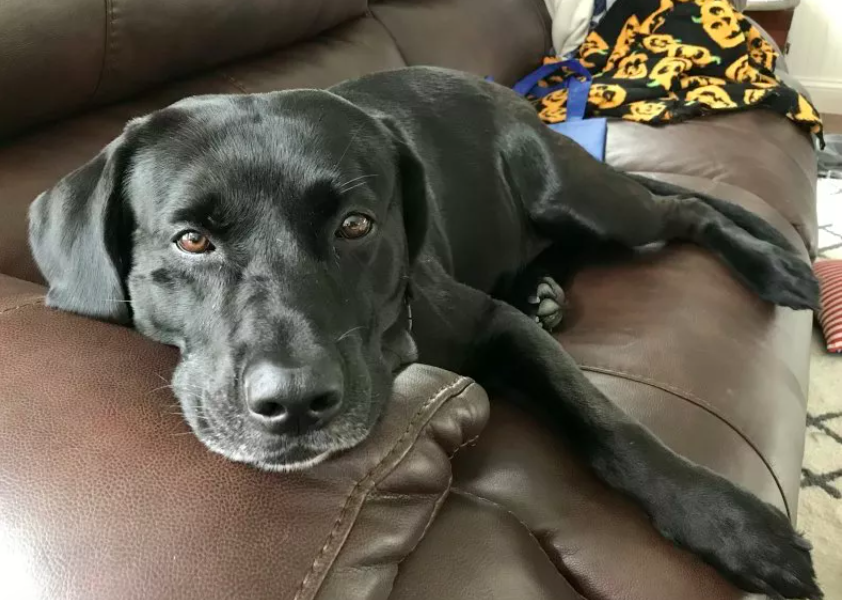 Labrador Training