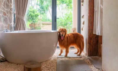 Golden Retriever's Adorable Curiosity