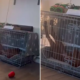 Dog's Unusual Sleeping Position Delights Internet