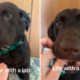 Labrador Refuses To Back Down Over Stolen Cookie