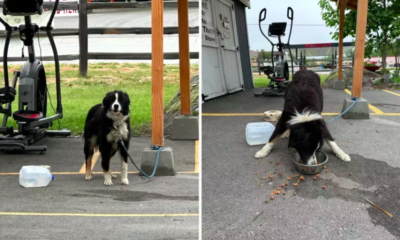 Abandoned Border Collie Mix Tied to Shed in Idaho