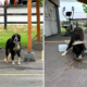 Abandoned Border Collie Mix Tied to Shed in Idaho