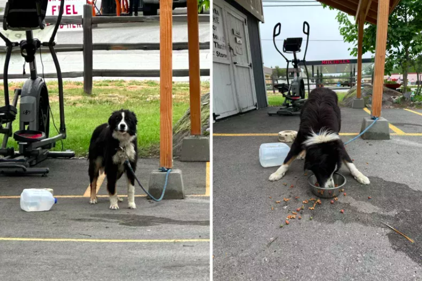 abandoned border collie mix tied to shed in idaho