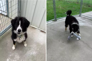 abandoned border collie mix tied to shed in idaho