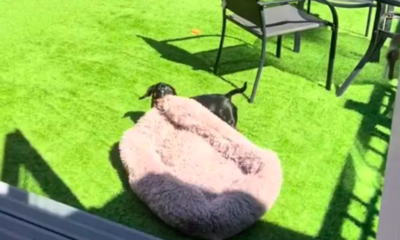 Dachshund Drags Bed Outside to Sunbathe