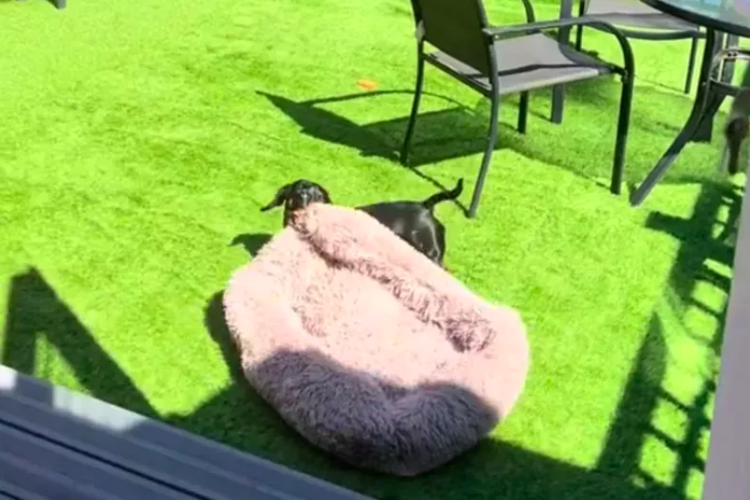 dachshund drags bed outside to sunbathe