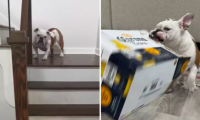 Bulldog Refuses to Go Downstairs for Food