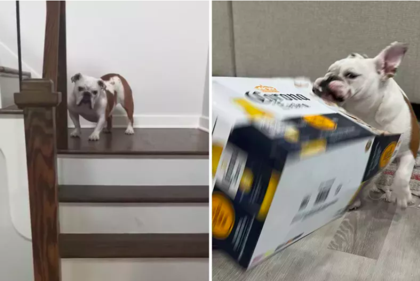 bulldog refuses to go downstairs for food