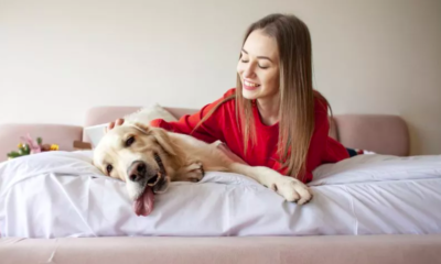 a golden retriever's wake-up call