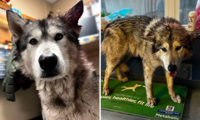 Alaskan Malamute Surrendered After Attack