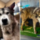 Alaskan Malamute Surrendered After Attack