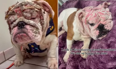 Burned Bulldog Finds Forever Home