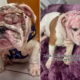 Burned Bulldog Finds Forever Home