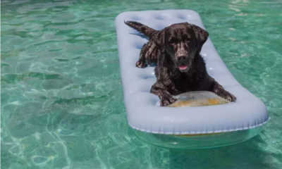 dog 'living best life' in pool