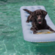 Dog 'Living Best Life' in Pool