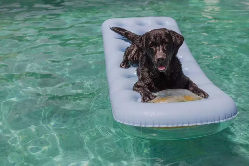 dog 'living best life' in pool