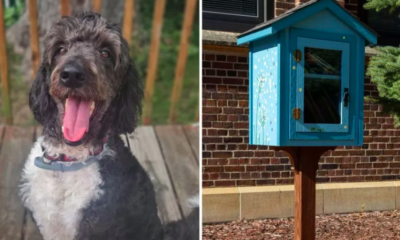 woman discovers dog treat box during walk