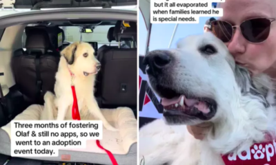 Foster Dog Was Overlooked at an Adoption Event