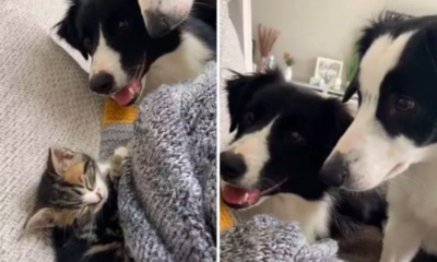 dogs' intense reactions to a new kitten