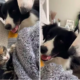 dogs' intense reactions to a new kitten