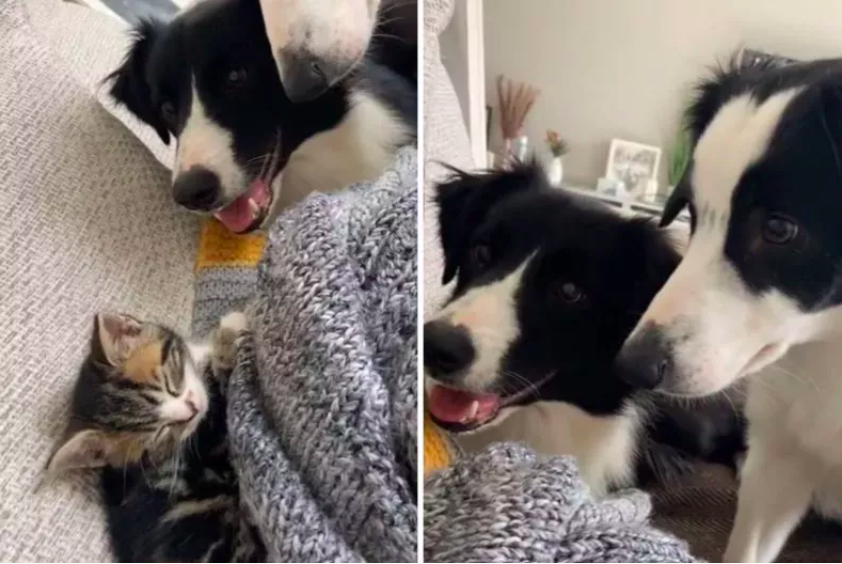 dogs' intense reactions to a new kitten