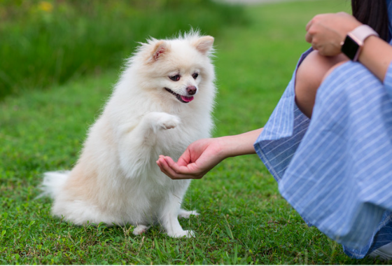 effective pet training methods
