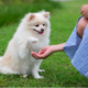 Effective Pet Training Methods