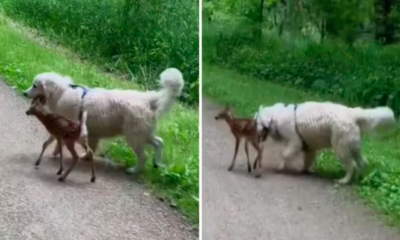 Golden Retriever Befriends Baby Deer