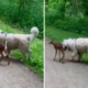 golden retriever befriends baby deer