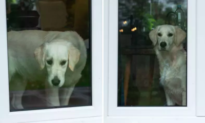 dog waits alone by day care door for late owner