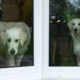 dog waits alone by day care door for late owner