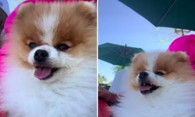 Pomeranian Named 'Personal Flycatcher'